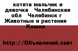  котята мальчик и девочка - Челябинская обл., Челябинск г. Животные и растения » Кошки   